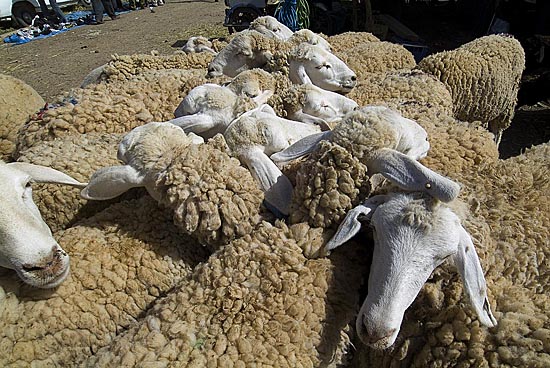 غلق الأسواق الأسبوعية مؤقتا و منع حركة تنقل الماشية بتيارت