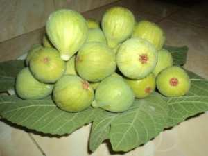 Lemroudj, la saison des figues fraiches est de retour