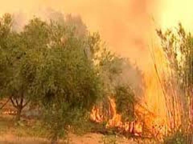 الحرائق تأتي على9 هكتارات من الغابة والأحراش بالمدية