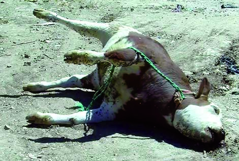 رعب في ولايات الغرب بعد تسجيل حالات حمى قلاعية بغليزان ومستغانم