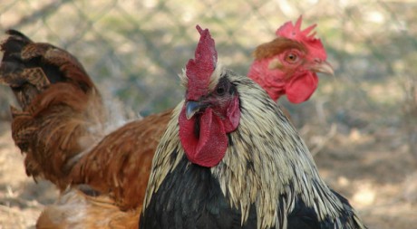 une dispute entre deux colons