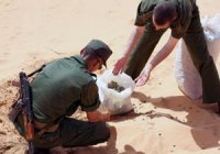 Graines et huile de cannabis, les nouveaux créneaux des narcotrafiquants