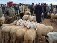 « Le cheptel ovin n'est pas touché par la maladie »