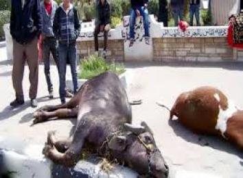 يوم تحسيسي حول مرض الحمى القلاعية بالمدية