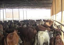 Alors que des dossiers de remboursement de la fièvre aphteuse sont soumis à la CNMA