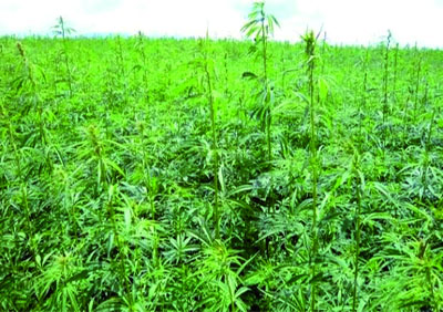 Graines et huile de cannabis, nouveaux créneaux investis par les narcotrafiquants