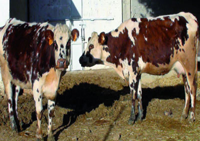 Le non-respect des règles de sécurité à l'origine de la transmission de la maladie