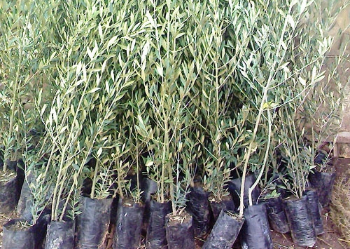 غرس 280 ألف شجيرة زيتون في تيزي وزو