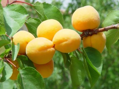 نضوب مياه الآبار يهدد أشجار المشمش في باتنة