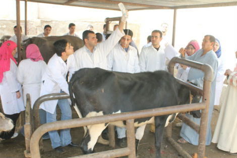 الحمى القلاعية تمس 23 ولاية وحالات غير مؤكدة في مستغانم