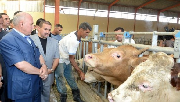 Alors que la fièvre aphteuse est