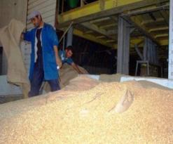 تحقيق إنتاج ب1 مليون و900 ألف قنطار من الحبوب بسوق أهراس