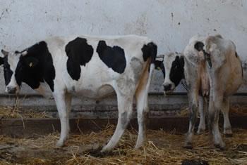 Les éleveurs de Bouira soulagés