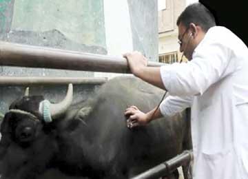 الحمى المالطية والليشمانيوز يضربان ولاية خنشلة