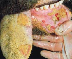 ارتفاع بؤر الحمى القلاعية بالعاصمة إلى 18 بؤرة