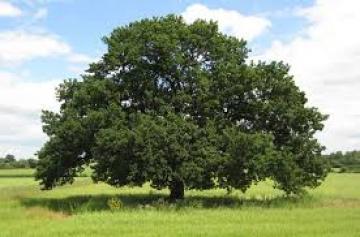 احتراق هكتار من البلوط الأخضر في البليدة