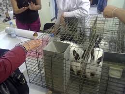 Institut de la médecine vétérinaire