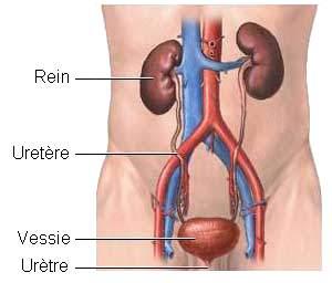 Ouverture de Cabinet Medical Spécialisé Dans Les Maladies Des Reins