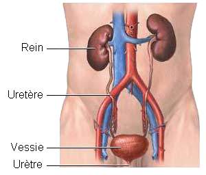 Ouverture de Cabinet Medical Spécialisé Dans Les Maladies Des Reins