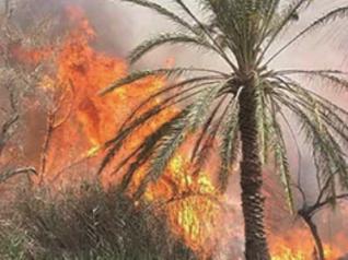 107 palmiers dattiers ravagés par le feu à Branis (Biskra)