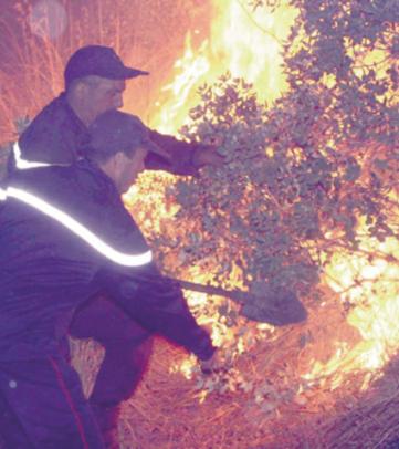 حرائق تتلف أشجار الزيتون والنخيل بتيزي وزو وورڤلة