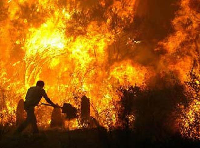 الحرائق تتلف 150 هكتارا من المساحات الغابية بولاية مستغانم