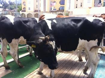 La fièvre aphteuse s'invite à la fête