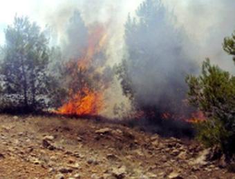 محافظة الغابات تسجل أكثر من 40 حريقا منذ جوان بسعيدة