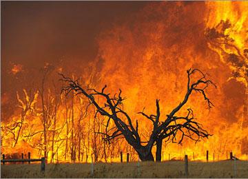 255 حريقا يتلف أزيد من ألف هكتار بجيجل