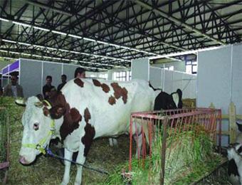 الحمى القلاعية لم تتزحزح من العاصمة