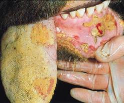 انطلاق عملية تعويض المربين المتضررين من الحمى القلاعية بولاية ميلة