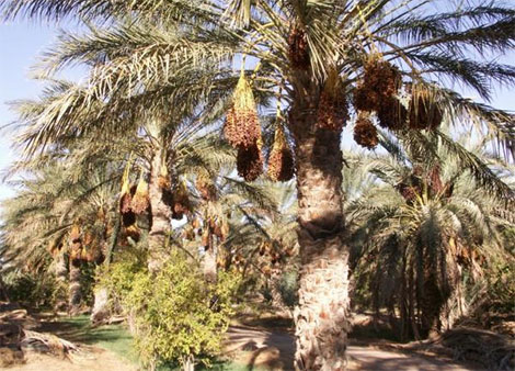 ورقلة تتوقع جني 1,27 قنطارا من التمور عالية الجودة