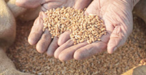 Recul dans la production de semences à Mostaganem
