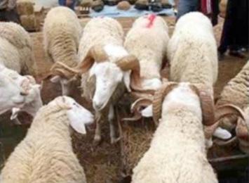 إعادة فتح 6 أسواق للماشية بالبويرة