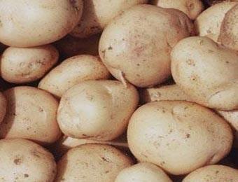 ولاية الشلف تراهن على توفير منتوج البطاطا الموسمية