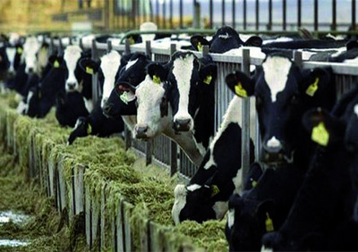 93 éleveurs sur les 174 affectés en voie d'indemnisation à Tizi Ouzou