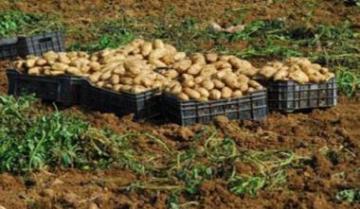 الإفراج عن 200 ألف قنطار من البطاطا المخزنة لكسر الأسعار بمعسكر