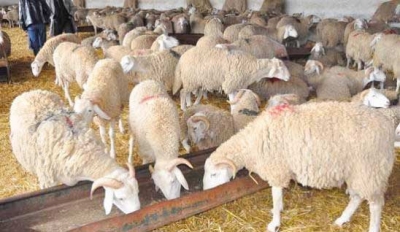 إمتاجران نالماشيث بدان قوذم ييمدبران نالولاية قتيبازة