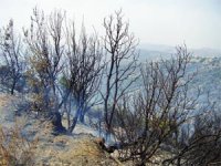 Près de 1.000 ha de couvert végétal partis en fumée depuis début juin