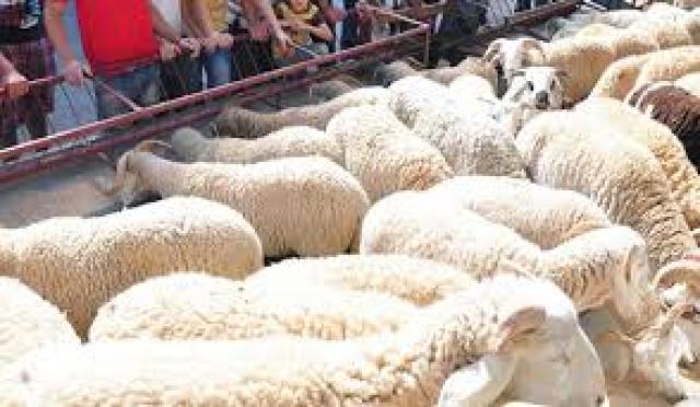 110 موقع مرخص لبيع الأضاحي بالعاصمة