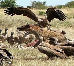 Les luttes de gangs via Jeune Afrique.