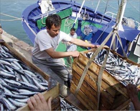 مشاريع مهمة في مخطط الاستثمار في قطاع الصيد البحري بالعاصمة