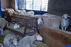 انتشار الأسواق العشوائية بالعاصمة للتحكم ببورصة الأسعار والهروب من الوساطة