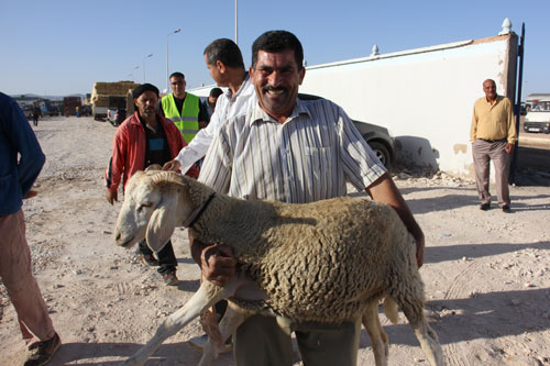 الحمى القلاعية لم تؤثر على الأسواق بتيارت