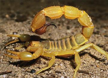 قتيل و80 لسعة عقرب ببوعلام في البيض