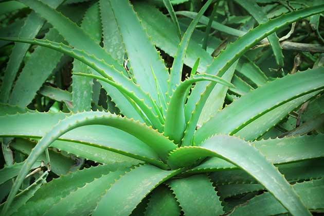 L’ALOE VERA, ANTIDIABÉTIQUE DU FUTUR ?