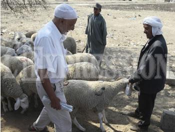 La fièvre du mouton monte
