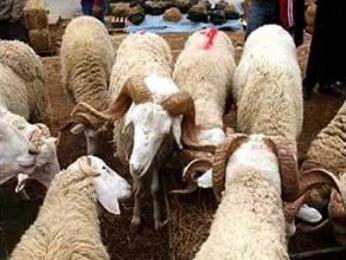 شيخ يقود عصابة لسرقة المواشي بالميلية في جيجل