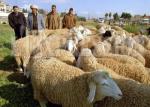 Les marchés à bestiaux pullulent à Béjaïa