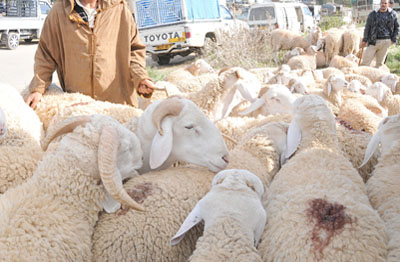 Près de 22 000 têtes de bétail récupérées par les gendarmes en 2014